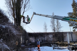 Baumpfleger der Firma WoodFellows fällen einen Baum auf dem Gelände des Don Bosco Jugendwerks Nürnberg