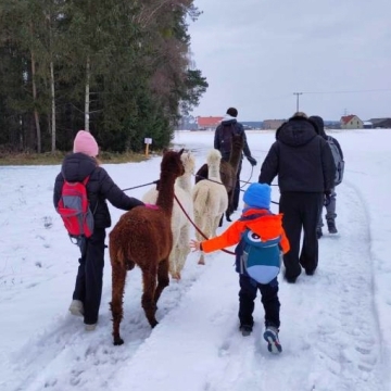 Gruppe von Kindern und Erwachsenen wandert mit Alpakas durch verschneite Landschaft